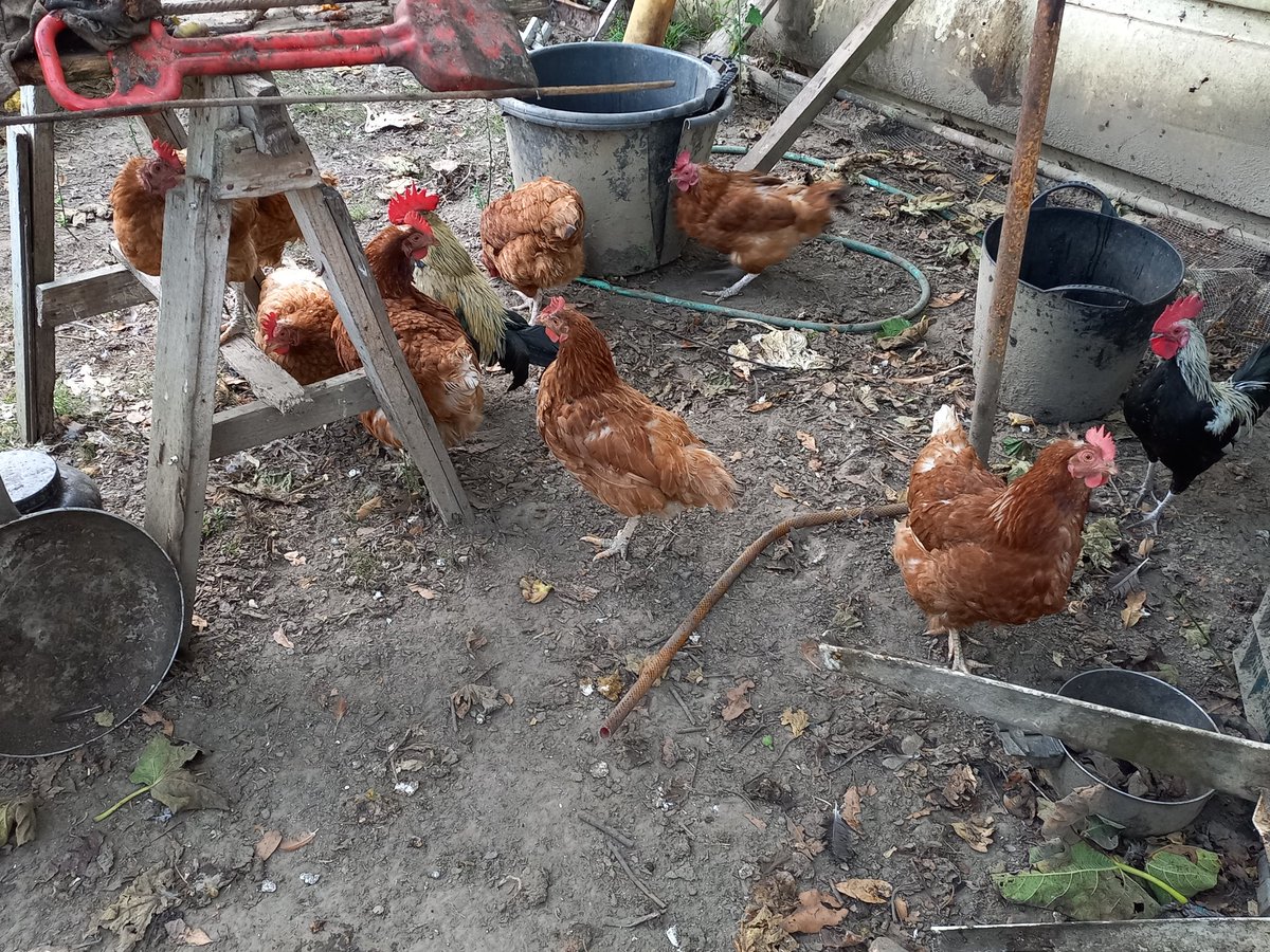 rioja_isaac's tweet photo. El ejército de casa gracias a ell@s tengo los productos k tengo mirar como una de mis soldados escarba el nuevo compos y foto del k esta curando para la próxima cosecha k os parece amigos #sostenibilidad #verdevida #delhuertoalamesa https://t.co/CASTa0BXuz
