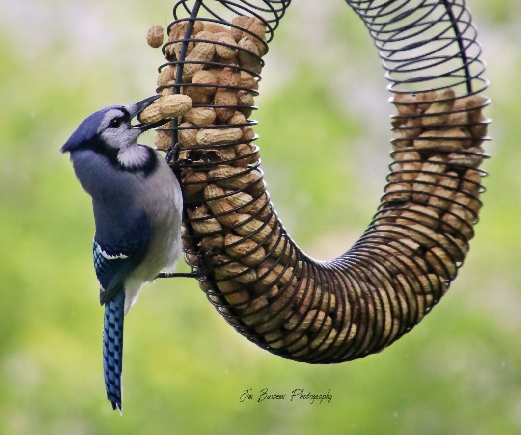 Jbusc33's tweet photo. #bluejay #birds #beauty #backyard #portrait #wildlife #wildlifephotography #upstateny #birdsofinstagram #birdsoftwitter #bluejaysofinstagram #audobonsociety #news8photo #just_newyork #your_best_birds @News_8 @bhphoto #picturetokeep_weekly @13WHAM @news10nbc https://t.co/IjP1ywSufw