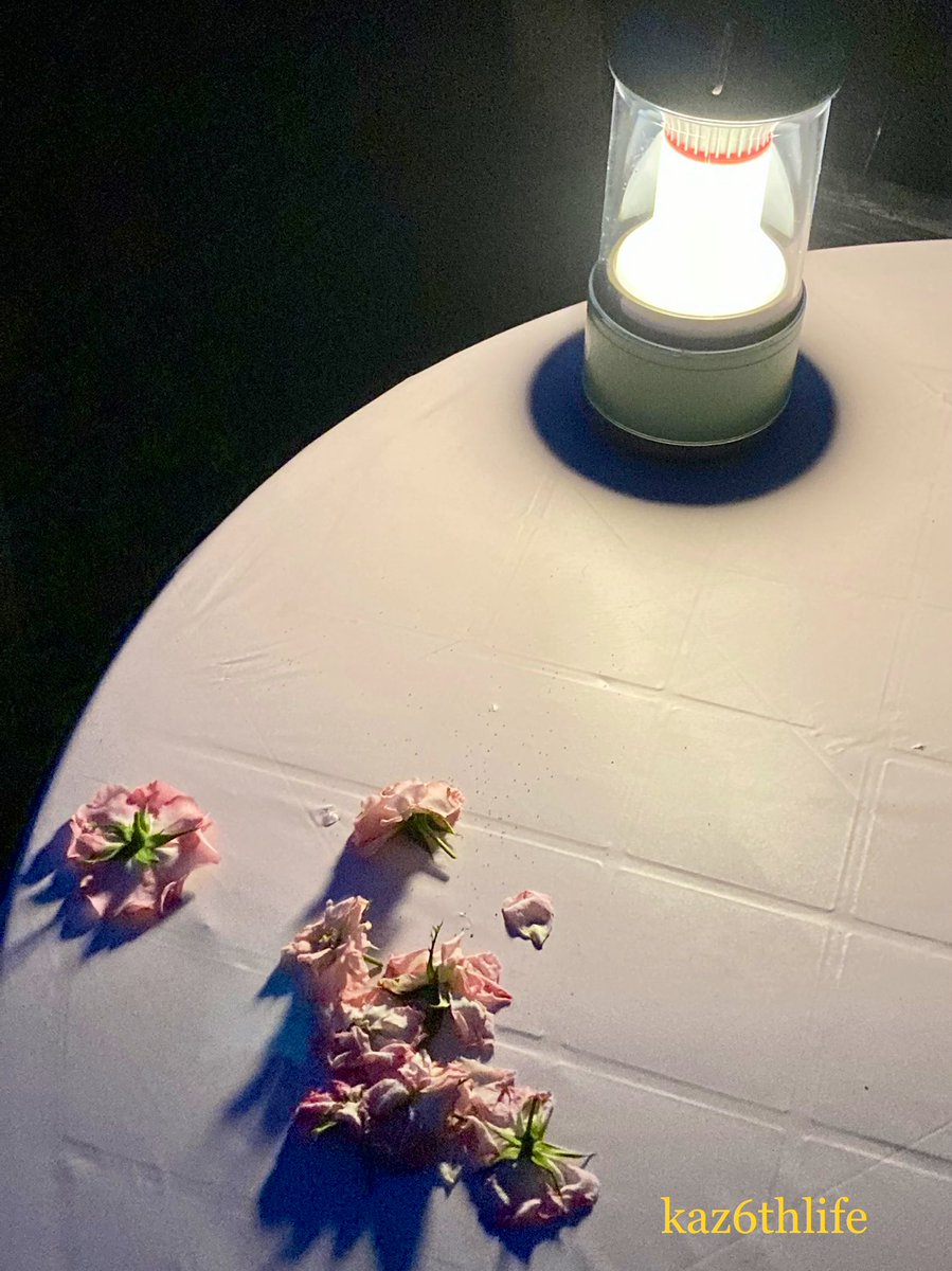 kaz6thlife's tweet photo. 【#PCtime in the #garden with new #lantern.With #rose #petals.】 https://t.co/Cp7mcEMHqF