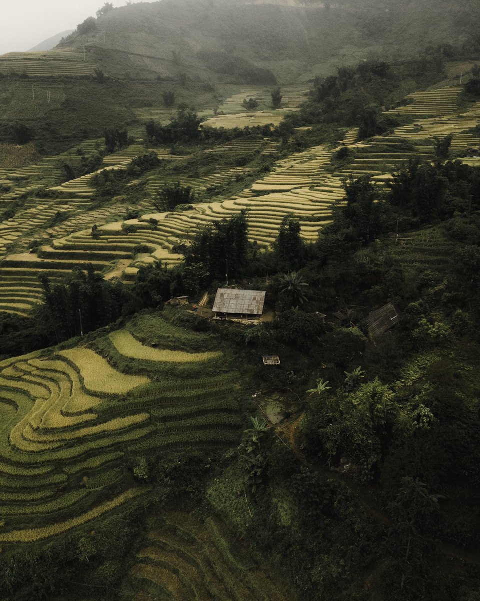 arthurpkrt's tweet photo. Above the rice fields of Sapa. For sure one of the most beautiful place I’ve ever seen🙏🏼 https://t.co/Osda1MWEzG