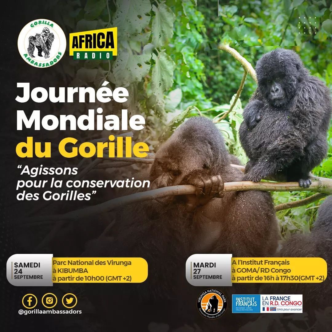 TontonVert's tweet photo. #GorillaWorlday Ce matin je pense à mon pote @AlainMukiranya qui sillonne les forêts
du Congo 🇨🇩 pour sensibiliser contre la déforestation et sur pour la protection des Gorilles .
Good luck brother 🙌
#Gorillaambassadorsprogram
#virunganationalpark
#ConservationCrew https://t.co/hhlfiObqjk