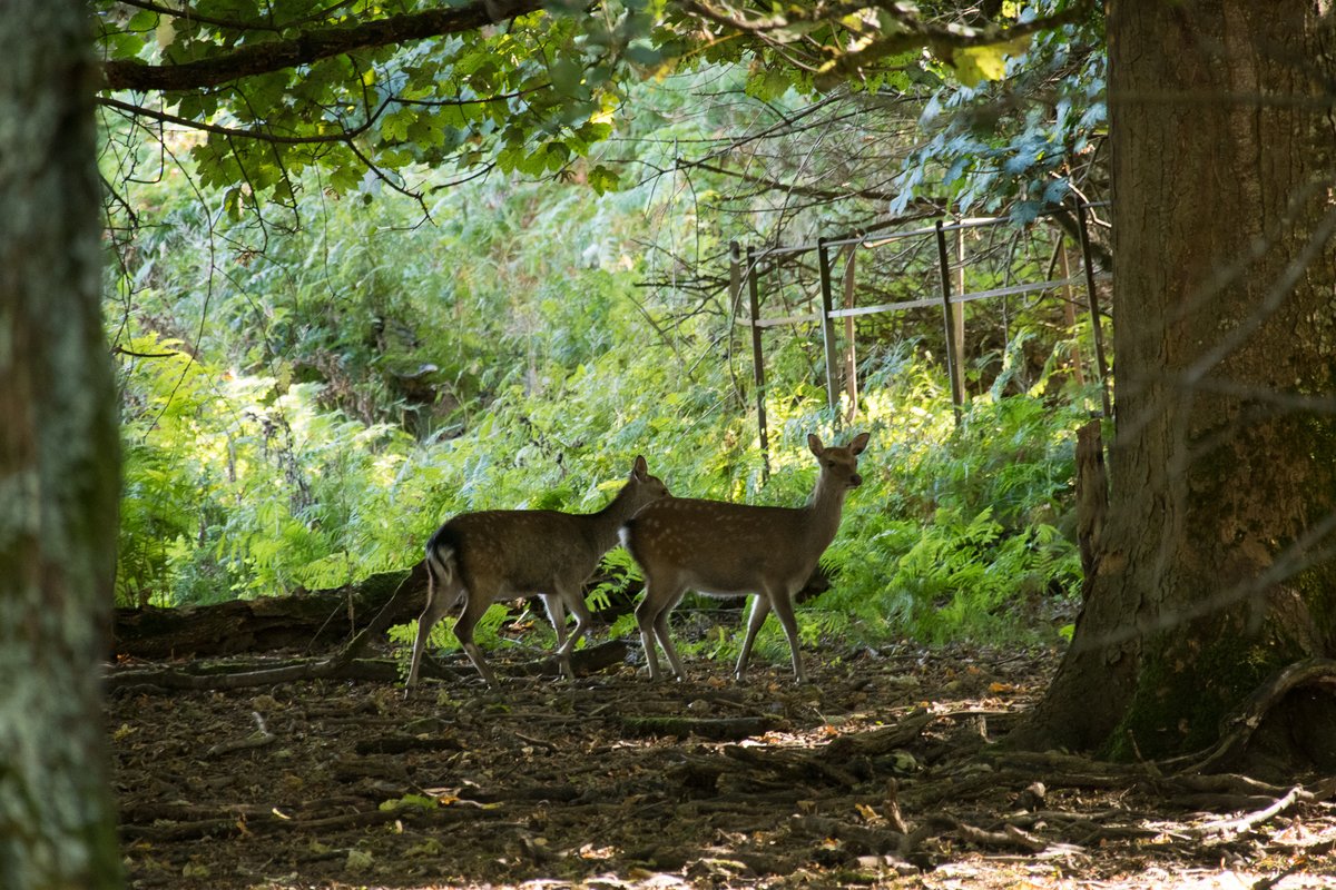 Spotted a few of Innisfallen Island's residents this morning on a stroll around the island. a beautiful day to explore this amazing place!