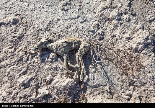 xm0hds's tweet photo. Do something for Lake Urmia
Don't let it be late!
ازین‌دولت ما کاری برنمیاد واقعا
۷ساله میگن توی برنامه مون هست وهرسال بدتر ازسال قبل،فکرکنم اینم خودمون باید یه کاری براش بکنیم.
@PadDolat @raisi_com @doe_ir @mohitzistIran
#we_wont_sell_Iran_to_Russia 
#we_wont_sell_Iran_to_China https://t.co/bKrnXBvgxb