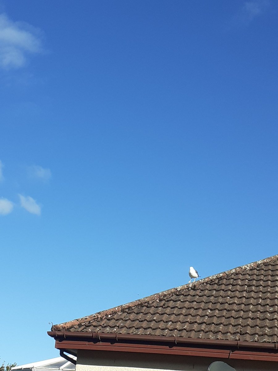 @CherScheff Looks eerie Cheryl..but beautiful too. Saturday morning here. Nice blue sky...and a seagull 😄 🥰