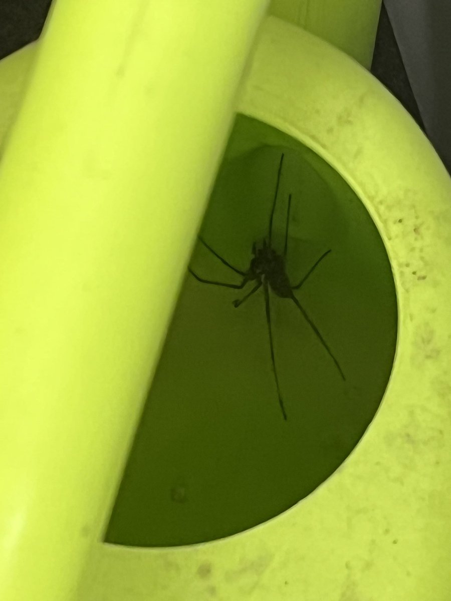 Ich werde nie wieder Blumen gießen können!! 😱😫