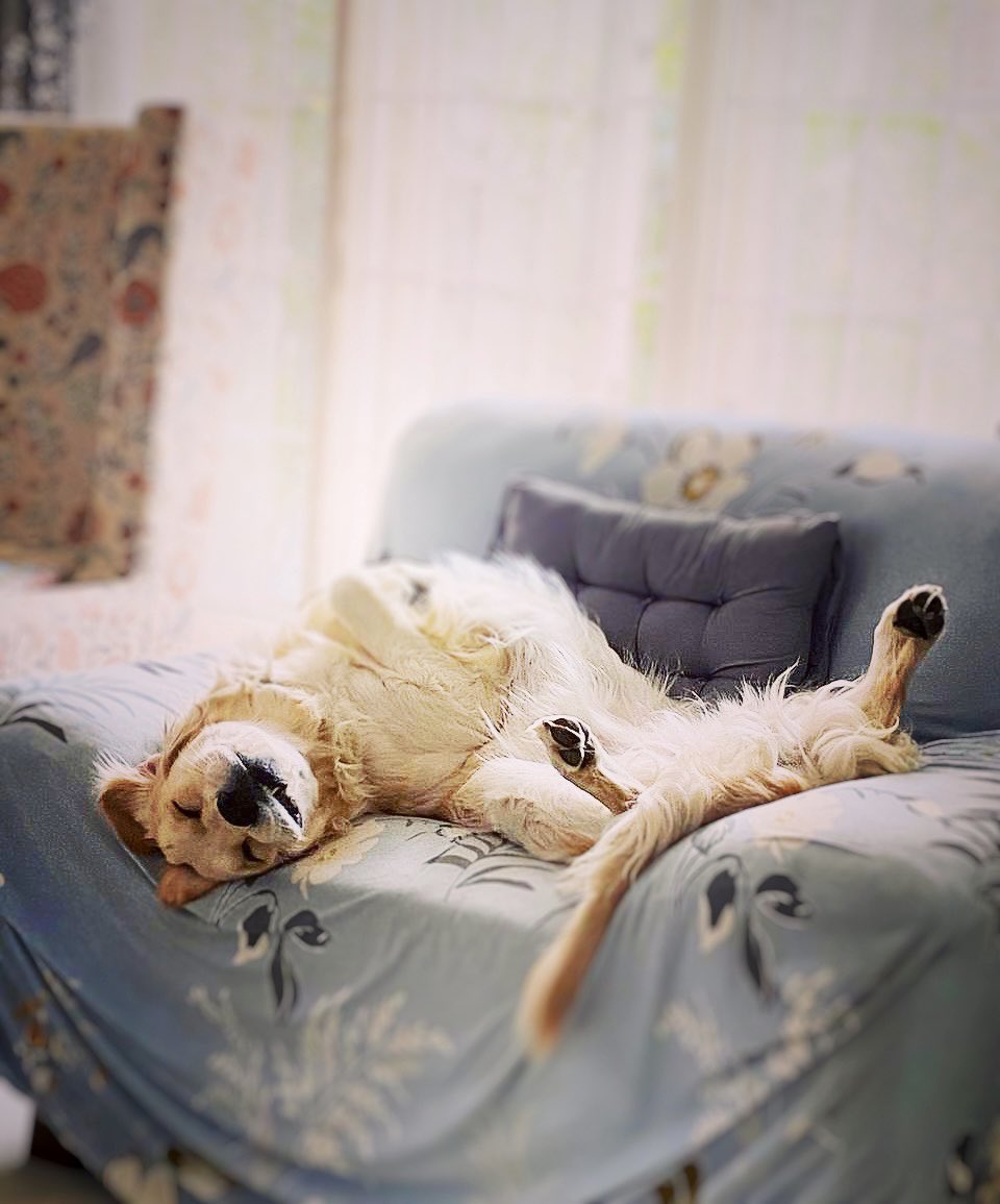 Weekend nap 😴 
I ate my sister’s treat as she was busy grooming. Now I dream of chewing some tasty furniture. Saturday vibes  my human pet is cleaning home🐶
 #LaverCup  #SaturdayVibes #dogsoftwitter