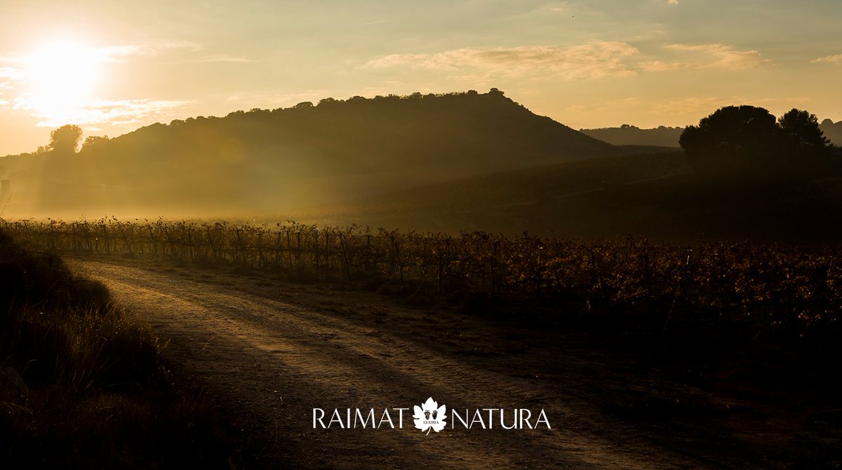 RaimatVinos's tweet photo. 🍂🍁 The season of rest and ripeness is here and it's also time to pick the fruits of the summer! 🍂🍁 Welcome it by taking a walk through our vineyards painted with shades of red and ochre. 
 
 To enjoy them off the screen, either by walking or on a bike, book here! https://t.co/MQmy8HCgFA