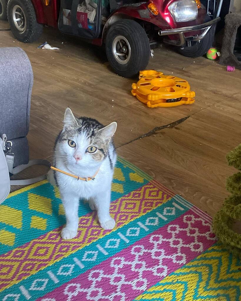 Young Truly #catsofinstagram #kittensofinstagram #petsofinstagram instagr.am/p/Ci4nlHZqWu_/