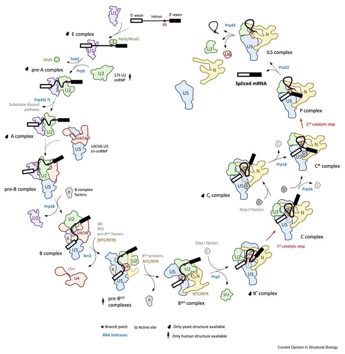Wojtek Galej (@wojtekgalej) on Twitter photo Interested in the mechanism of pre-mRNA splicing? Check out our latest review by @structjon in <a href="/COSB_CRSB/">Current Opinion/Research in Structural Biology</a>
authors.elsevier.com/sd/article/S09… Interested in the mechanism of pre-mRNA splicing? Check out our latest review by @structjon in <a href="/COSB_CRSB/">Current Opinion/Research in Structural Biology</a>
authors.elsevier.com/sd/article/S09…