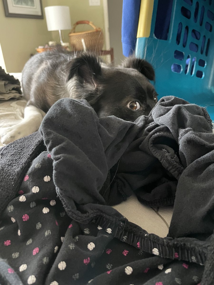 MomofOdieDexter's tweet photo. Uhm…yes I was in the laundry. After a thorough inspection, I noticed mine carefully placed hairs are now missing and the smell is all off. I do not approve of ‘laundry day’😡
#DoNotApprove #TooCleanForMe
#dogsoftwitter #dogs https://t.co/PqR2dPMynC