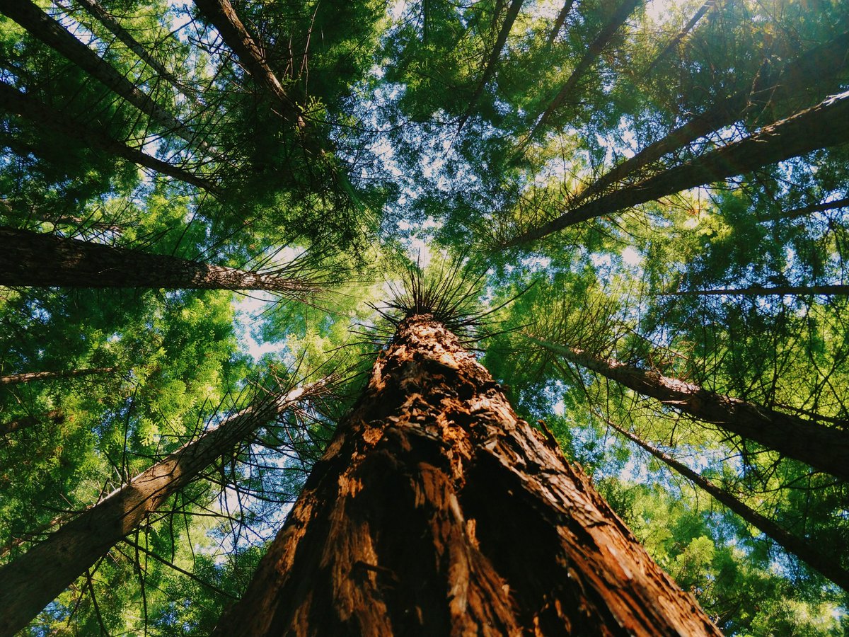 The roots of massive redwood trees only run 6 to 12 feet deep. Instead of deep, they grow out, extending hundreds of feet laterally, wrapping around the roots of their neighbors. They help each other stand firmly in the ground, even amidst storms. 

This is a model for us, too.