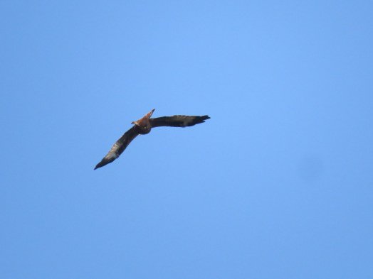 scaupface's tweet photo. Enville- 2 Red Kites, Peregrine, 11 Chiffs, #vismig 16 Swallows 11 HMarts, 7 Skylarks and a few Mipits @Staffsbirdnews https://t.co/5b0BIgIiX9