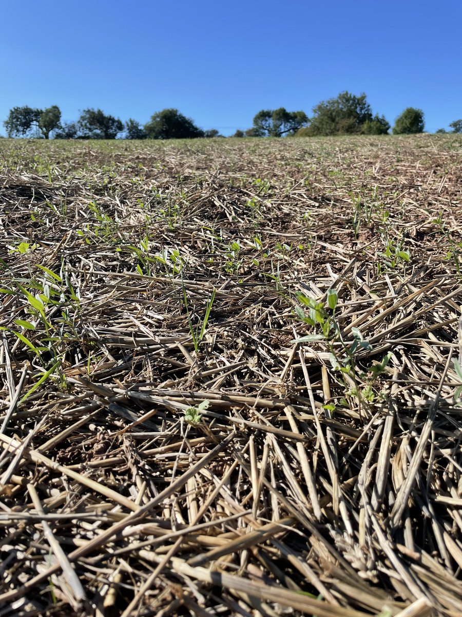 chatcullfarm's tweet photo. Cover crop drilled into winter wheat stubble starting to get going😊 The winter vetch seems to be happiest of the mix in this light field #teamdairy #farming https://t.co/qHQ1Wgt04y