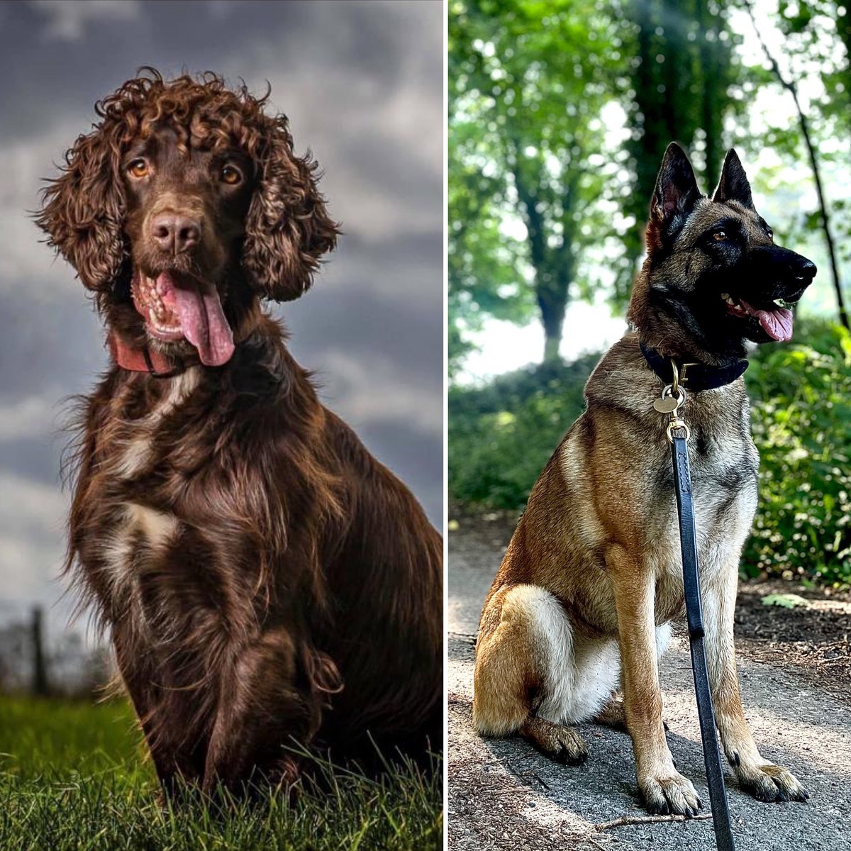 HantsTVPolDogs's tweet photo. 🐾PD Rocky &amp; PD Tash 🐾

Last night Rocky sniffed out a large quantity of Class A drugs concealed in a vehicle and Tash followed her nose to locate a High Risk Missing person. 

#TheNoseKnows #WorthTheirWeightInGold #BShift https://t.co/lyBAKHriME