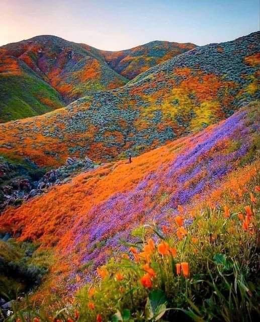 The rare superbloom that occurred in 2019 in Southern California

A superbloom is a rare desert botanical phenomenon where an exceptionally large amount of wildflowers whose seeds have lain dormant in the desert soil germinate and blossom at roughly the same time.
📷 Ryan Resatka