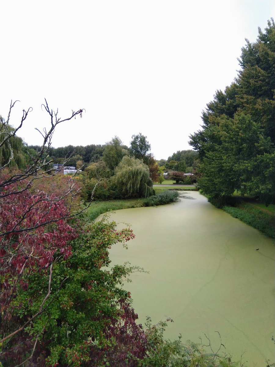 JongejanRichard's tweet photo. Grijze dag opfleuren met groen...โ๏ธ๐ณ
@Lelystad @mooiflevoland #weekend #weekendvibes #nature #Green #city #GreenDay #stadsfiets #blij https://t.co/54nqxgVUlt