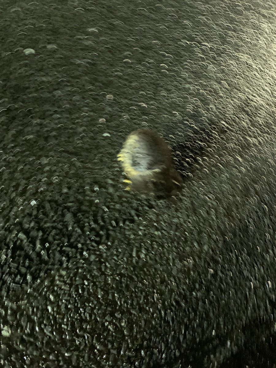 craigienz's tweet photo. I was driving down the road to pick the other half up when I had to stop. This little fulla was sitting in the middle of the lane. Not a care in the world. Wouldn’t shift for me. I had to pick him up and move him to the footpath. (It’s a baby Morepork/Ruru or owl not sure which) https://t.co/M1ik7g5HRV