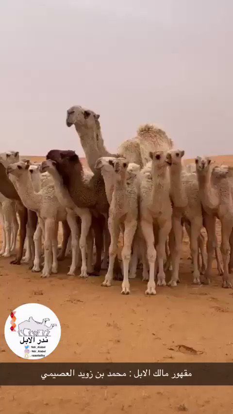 ياسرع بعض الردود وبطي بعض الردود 
مابين رتويت والايك يبين الميول 
كلن على شف باله منجبر ومحدود 
واعجب ليا قيل قال الله وقال الرسول 
ولاقصيدن يعبر عن مناضر وذود 
عن زين مقهورها حول الفحل والرحول