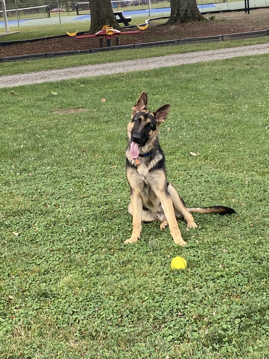 sprowl_ATLove's tweet photo. He is 10 months old already. He Loves playing ball - 24/7 if he could! Xander.
#GermanShepherd #GSL https://t.co/nDmMvlUgHB