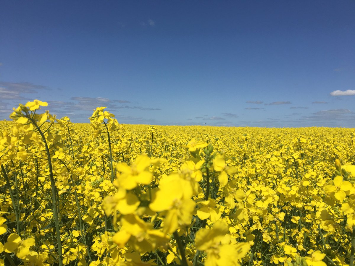 Good day to bee 🐝🐝 out in the paddock