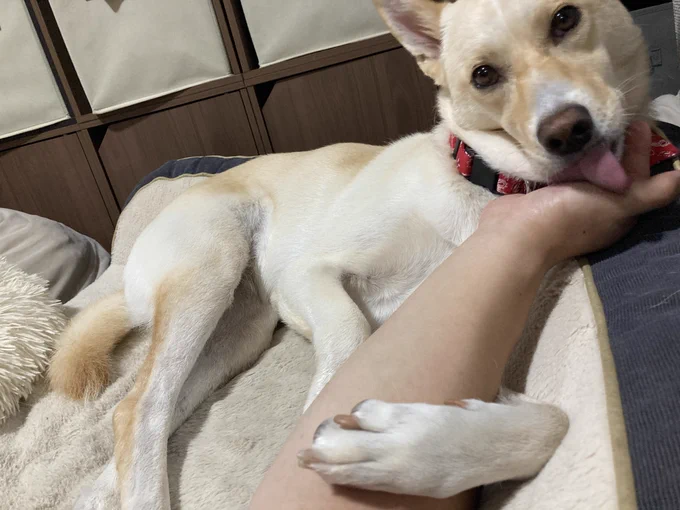 おれを舐めながら妻を見る目 