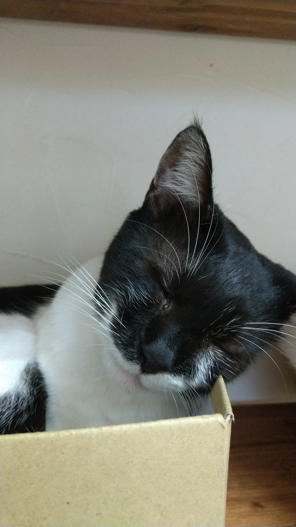 保護猫カフェtormenta トルメンタ 愛知にある猫カフェ 子猫のへや