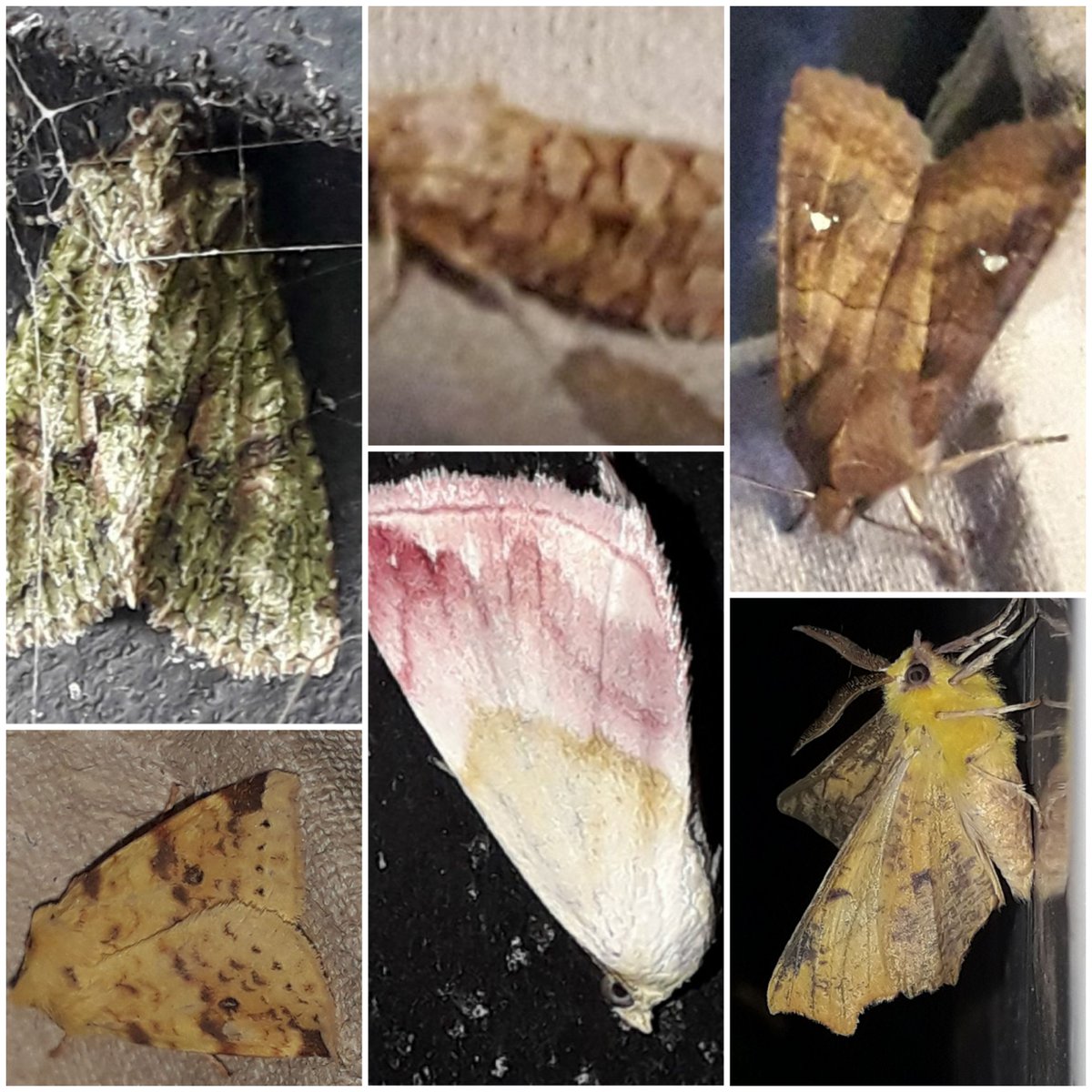 Biancatjuh's tweet photo. #Nachtvlinders in het boerenland behalve de 2 rechts boven die zaten in natuurgebied tegenover deel van de grond.
#24september2022
@insectenopdebo1 #ledemmer @statistiekcbs
Alleen de wachtervlinder komt vrij normaal voor https://t.co/J4U9cgeDKw