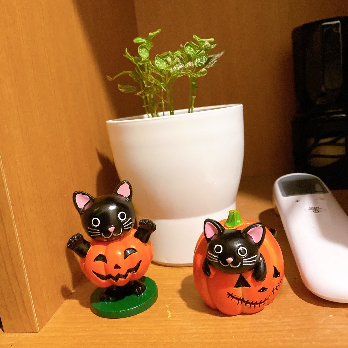 かぼちゃねこ増えた🎃相変わらずスッカスカな謎の草...(´･ω･`)