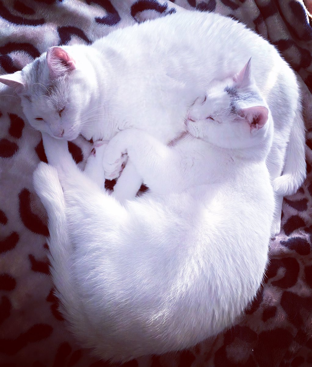 Dede Willingham tweet media