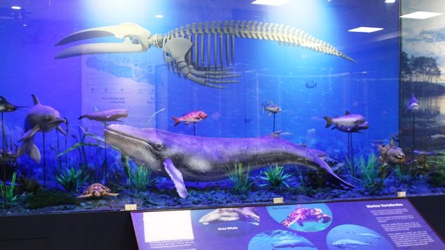 desaipranjalbjp's tweet image. ભાવેણાને મળશે રિજિયોનલ સાયન્સ સેન્ટર
માનનીય પ્રધાનમંત્રી શ્રી @narendramodi જી 29/7/2022 ના રોજ ભાવનગર ખાતે ₹100 કરોડના ખર્ચે 20 એકરમાં નિર્માણ પામેલા રિજિયોનલ સાયન્સ સેન્ટરનું લોકાર્પણ કરશે. 
@bjpforbhavnagar  @DrRajeevPandya
#BJP4Bhavnagar
#DrRajeevPandya
#ITSMBhavnagarcity