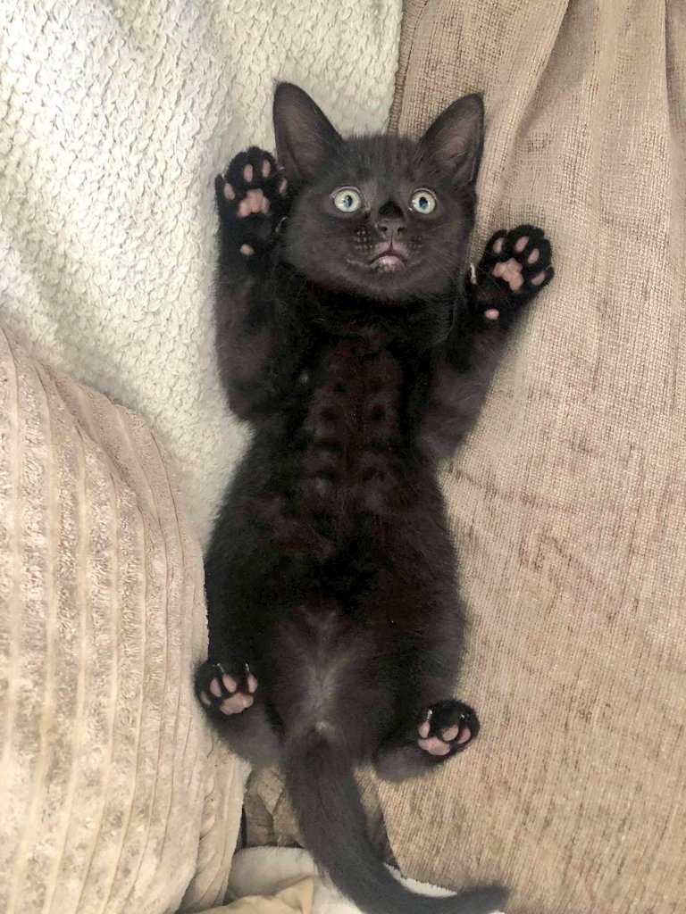 #Caturday