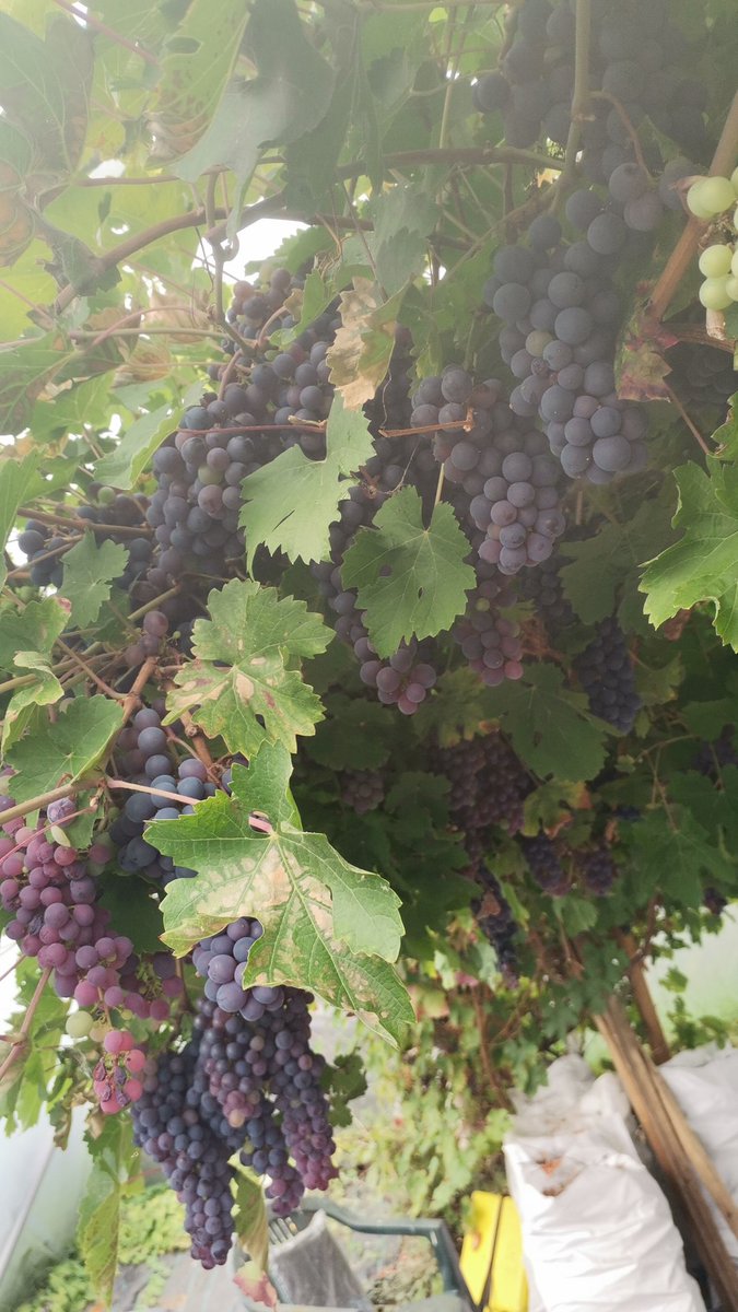 Where to start.... Hops or grapes 🙄 bumper crop of each in our gardens means a lot of fresh organic wine and fresh hopped beer to make ASAP.....After that I think the apples and pears take a back seat this year and remain as apples and pears not Cider!