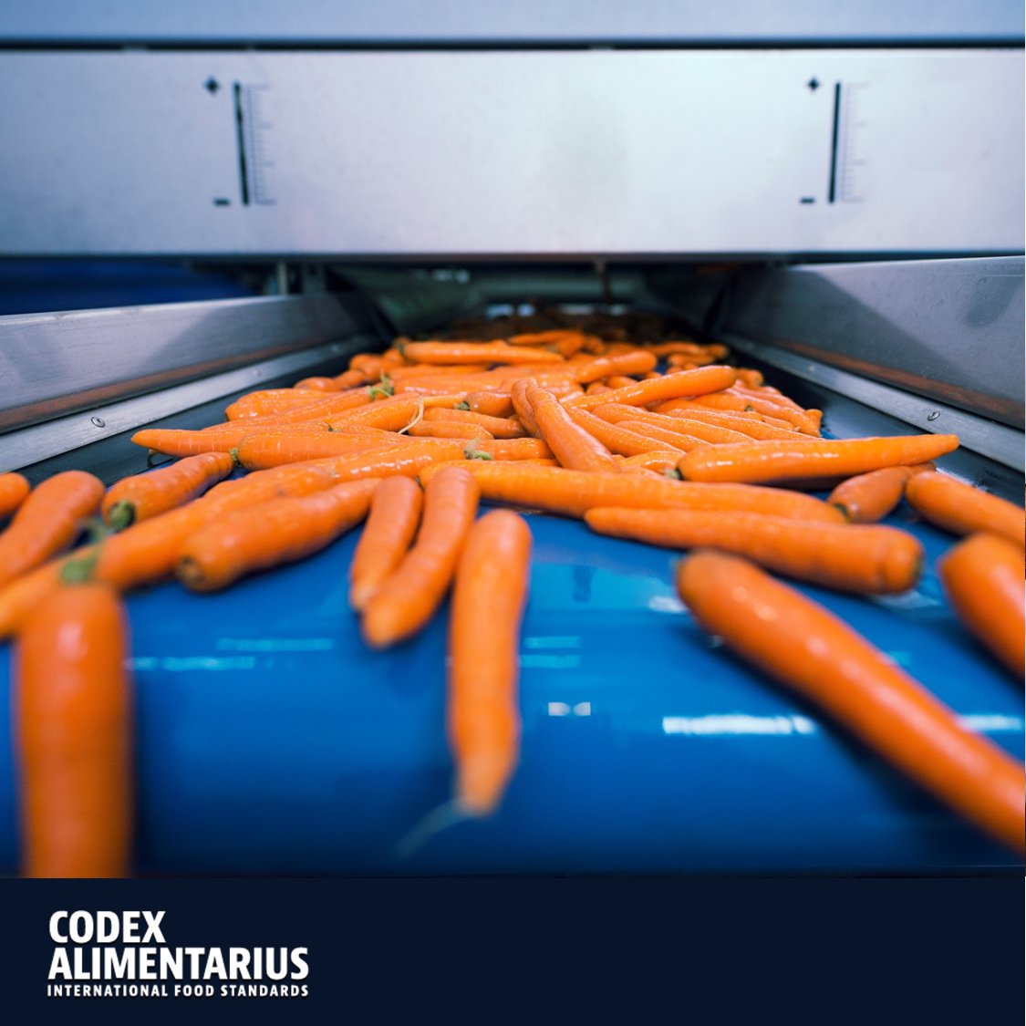 FAOWHOCodex's tweet photo. 📝 | Codex standards and trade go hand in hand in ensuring safe, nutritious and sufficient food for a growing world population.

➕ℹ️➡️ https://t.co/PSC4U9g67h

📙🥕🧡

#Codex | #FoodTrade https://t.co/5Qn663agka