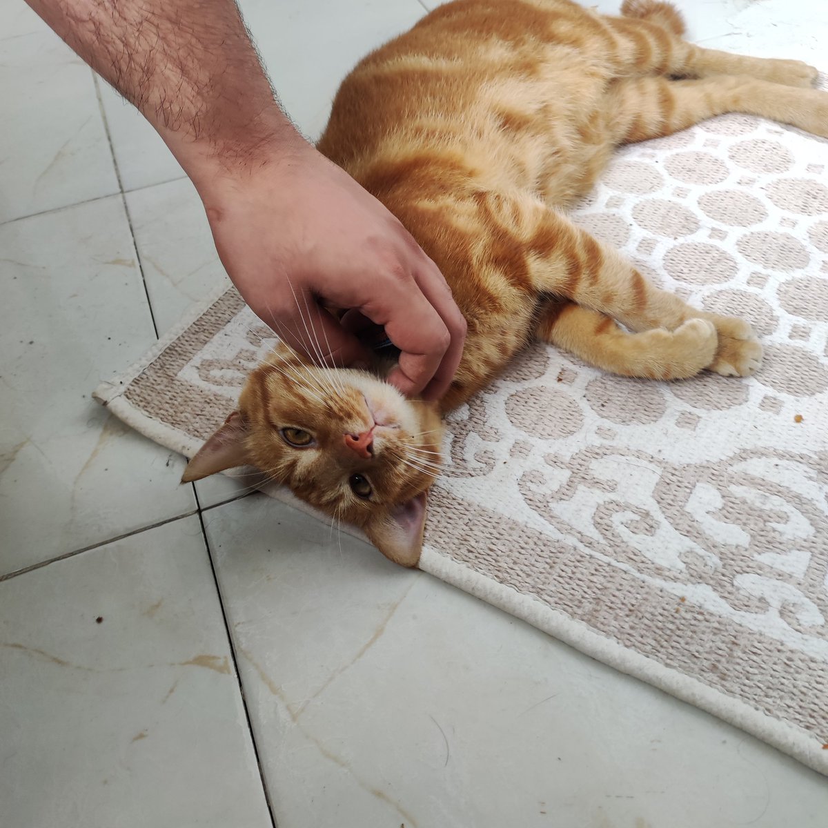 Sokağa terk edildiğini fark ettiğim ve geçici olarak yuva olduğum 3 yaşındaki erkek kedimiz Çitoz'u sahiplendirmek istiyorum. Kısır, yeni iç ve dış parazit aşıları yapıldı. Hemogram testine bakıldı ve gayet sağlıklı bir kedi. Takip şartıyla güzel ömürlük bir aile arıyorum.