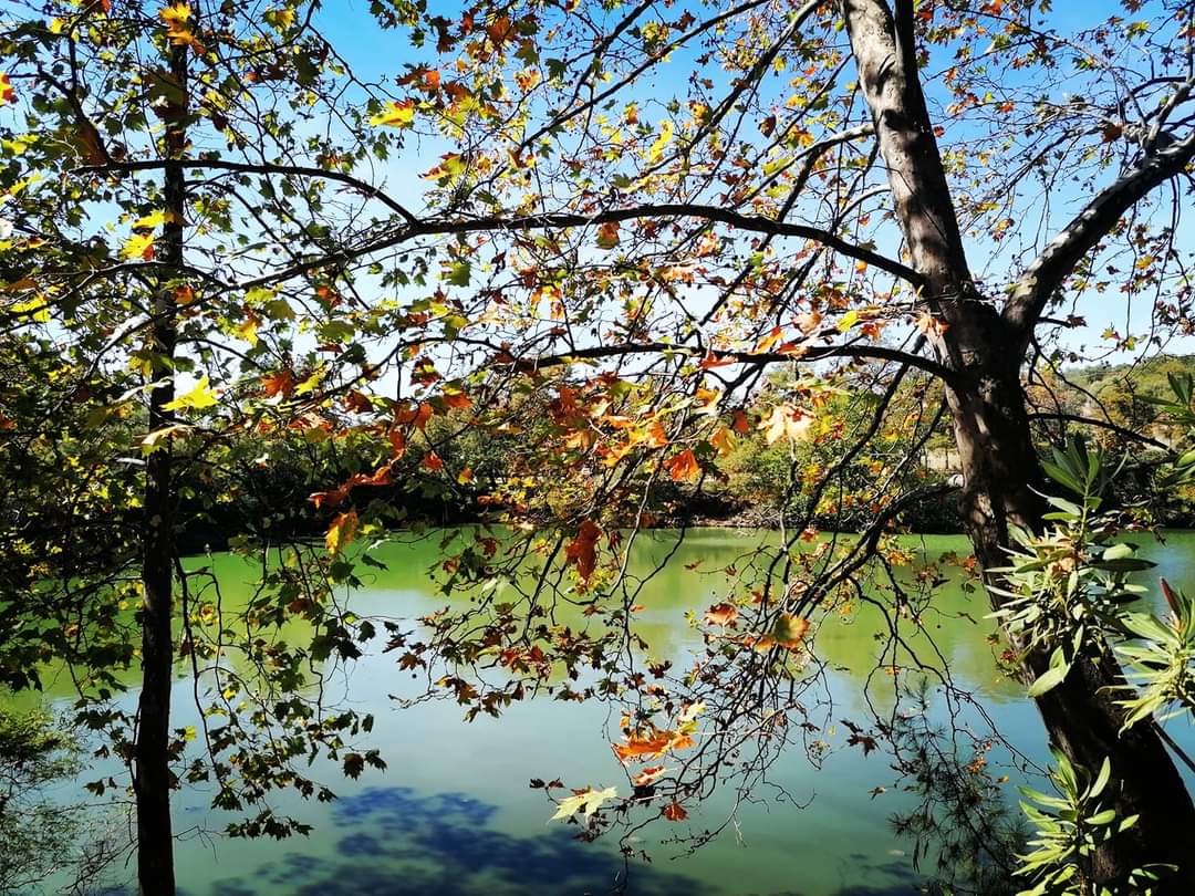 Όμορφες φθινοπωρινές καλημέρες σε όλους τους φίλους #φθινόπωρο Να μη λυπάσαι που πέφτουν τα φύλλα φθινόπωρο. Η δική σου τρυφερότητα θα τα φέρει και πάλι στα δέντρα. Δάκρυα μη χαλνάς όλοι ανήκουμε στην ανάσταση. Ν. Καρούζος