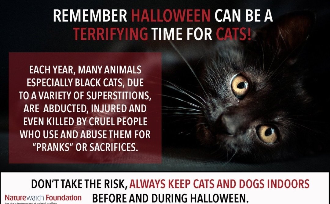 🎃 🐱 It's best to keep cats indoors on #Halloween, especially black cats. Many black #cats end up missing on this night because of pranks or for other unspeakable reasons. It's better to be safe than sorry.