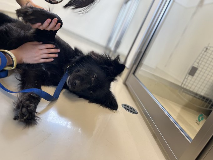 犬との生活 季節別の注意 子犬のへや