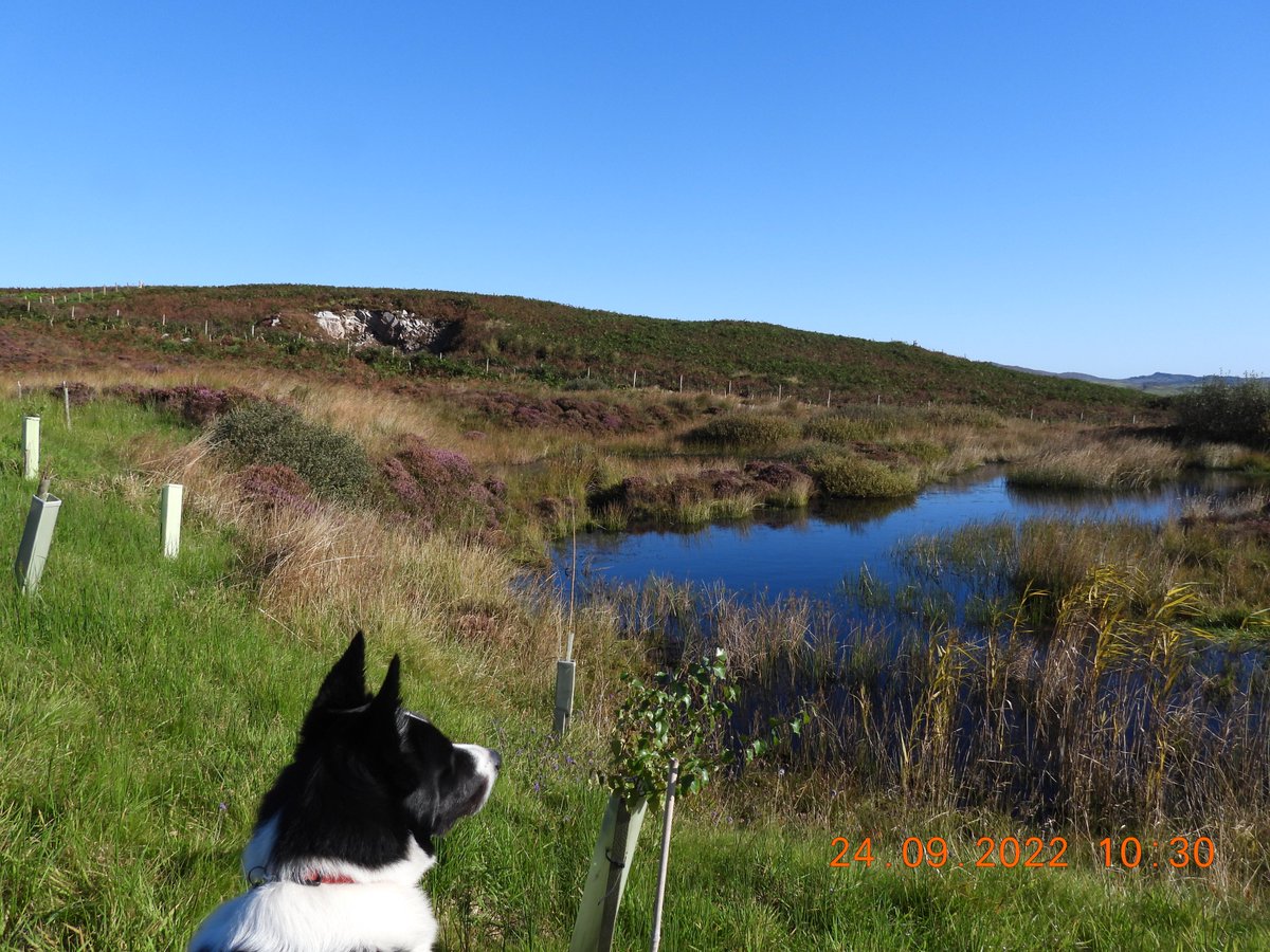 A lovely day yet again here on Islay. Just the sort of day to take things easy and for Sirius to enjoy the view with bule sky with a wee breeze to keep the midges away. A dip in the pond to chill down makes for one very happypuppy.