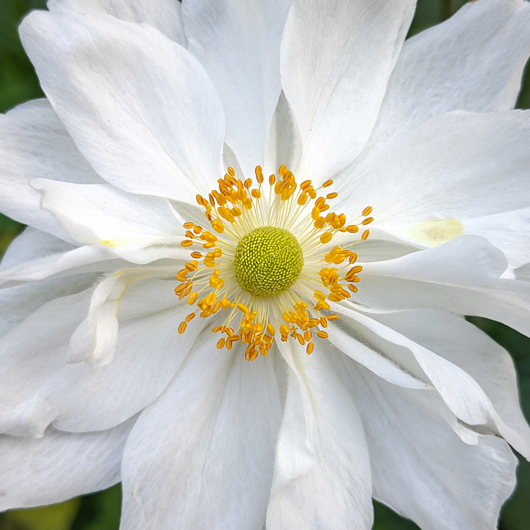 KirmanDesign's tweet photo. Our plant of the month for September is Anemone x hybrida 'Whirlwind'. A beautiful multi-petal white flowering anemone that starts in August and flowers right into October.

#plantofthemonth #flowers #flowersofinstagram #japanesegardens #kirmandesign #plantingdesign
21 s https://t.co/kAmGdL7gDz
