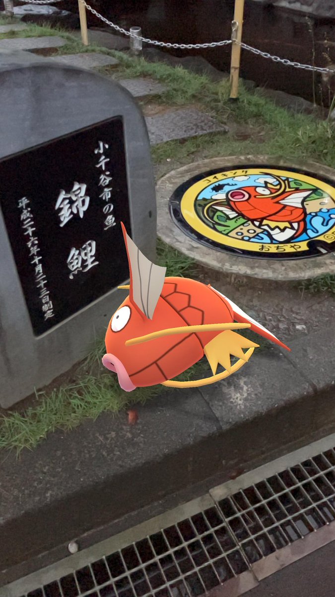 MaroPokego's tweet image. 錦鯉の発祥地である新潟県小千谷市へGO！
コイキング帽子ユーザーとして来られてよかった😊
髭が黄色いのがオス、白がメスみたいです_φ(･_･