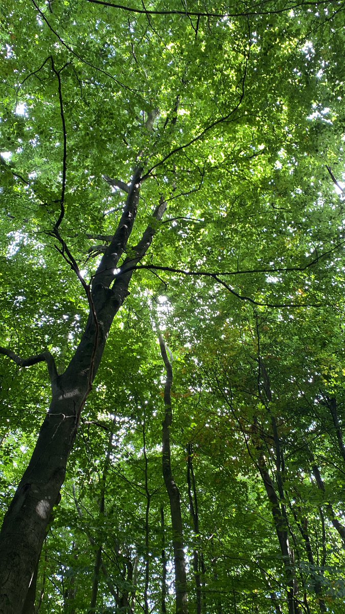 RGSHWBiology's tweet photo. Looking at the effect of coppiced vs. Non coppiced woodland on biodiversity #TreesACrowd https://t.co/P88uJdEZQO