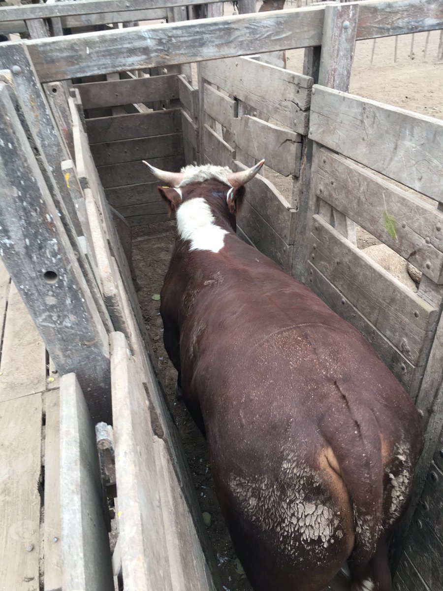 carlos federico kohn tweet media