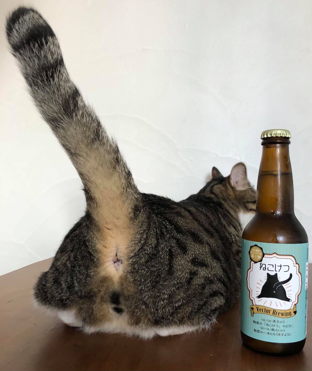 ねこビール（Neko beer） tweet media