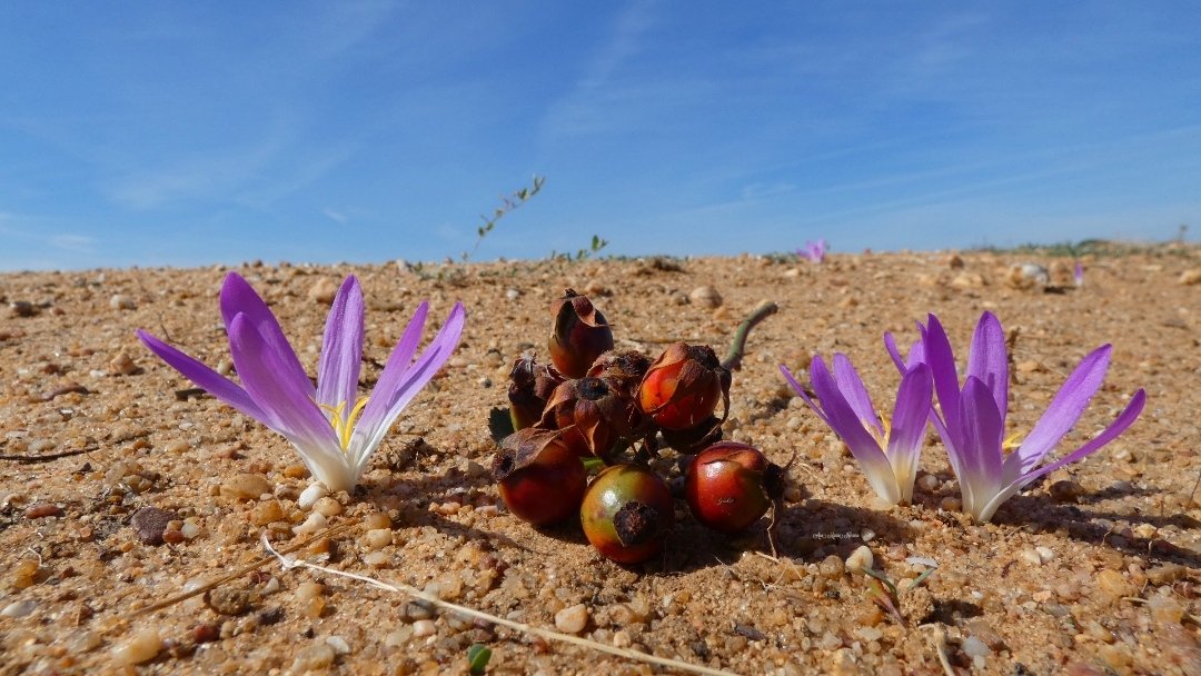 anamaria190977's tweet photo. #QuitaMeriendas #Otoño
Cantalpino (Salamanca)
@meteosegovia @fcocachometeo @sibilafc @tiempobrasero @CesarGonzaloGar @HimarGonzalez @Tiempo_Mercedes @ElTiempoA3 https://t.co/QsrqhOfa3u