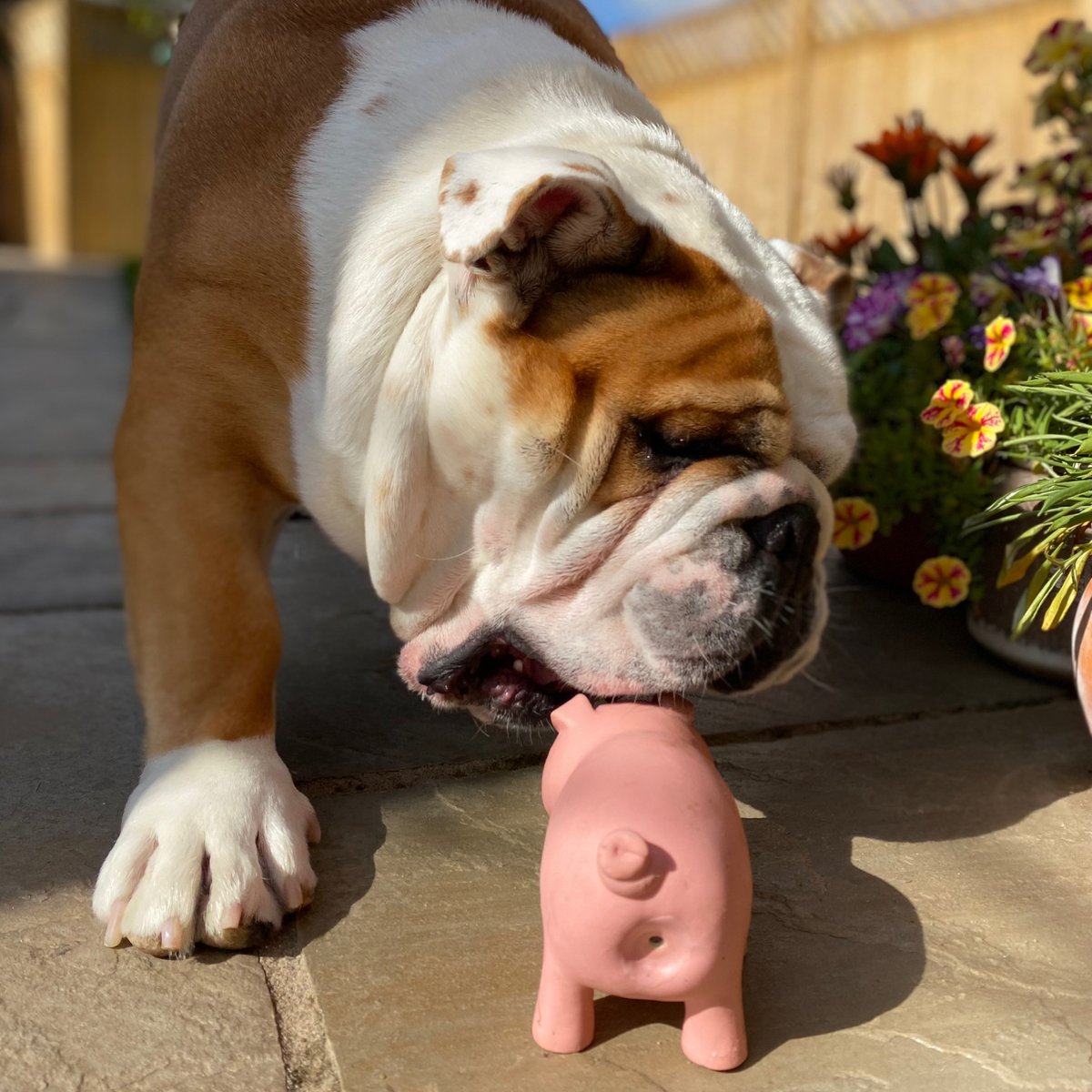 Barney the Bulldog tweet media