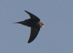 LMHooperbirder's tweet photo. Swift sp. through Gilkicker this morning getting harrased by House Martins as it drifted east, only seen against the sky in bright sun so difficult to judge, would appriciate any comments as it seems to show some interesting features @TimsBirding @BirdGuides @RareBirdAlertUK https://t.co/NhXky4AIV5