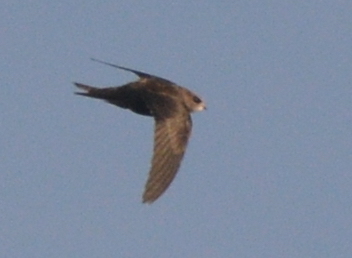 LMHooperbirder's tweet photo. Swift sp. through Gilkicker this morning getting harrased by House Martins as it drifted east, only seen against the sky in bright sun so difficult to judge, would appriciate any comments as it seems to show some interesting features @TimsBirding @BirdGuides @RareBirdAlertUK https://t.co/NhXky4AIV5