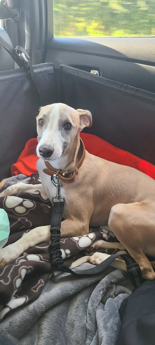 Helen Whelan tweet media