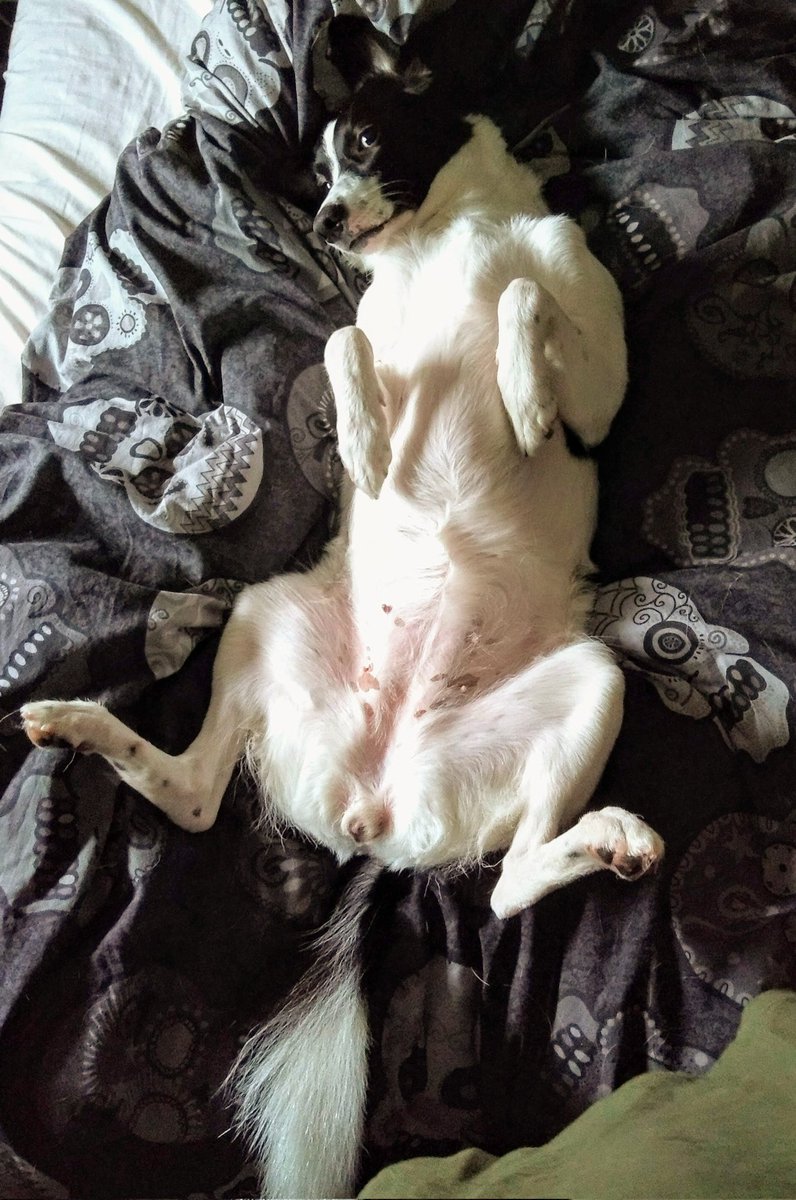 madeofwarms's tweet photo. @MissBaileyWoof Rubenesque https://t.co/JULMT52tWJ