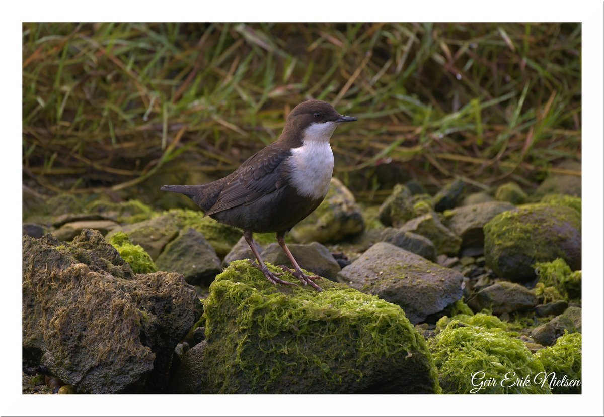 Geir Erik Nielsen tweet media